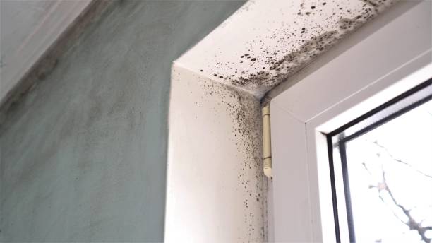 Best Mold Odor Removal Services  in Penbrook, PA