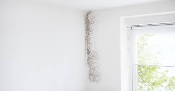 Penbrook, PA Mold Removal Company